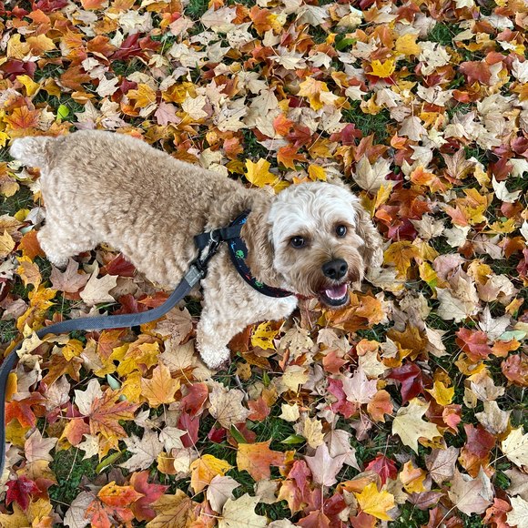 Meet your Posher, Haroula - Picture 1 of 1